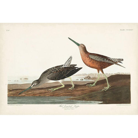 Pl. 335 Red-breasted Snipe Black Modern Wood Framed Art Print with Double Matting by Audubon, John James