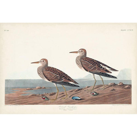 Pl. 294 Pectoral Sandpiper Gold Ornate Wood Framed Art Print with Double Matting by Audubon, John James