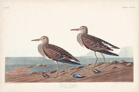 Pl. 294 Pectoral Sandpiper Black Ornate Wood Framed Art Print with Double Matting by Audubon, John James