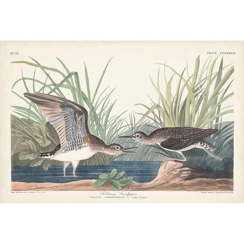 Pl. 289 Solitary Sandpiper Gold Ornate Wood Framed Art Print with Double Matting by Audubon, John James