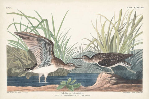 Pl. 289 Solitary Sandpiper Black Ornate Wood Framed Art Print with Double Matting by Audubon, John James