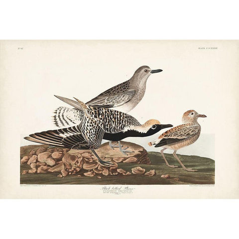 Pl. 334 Black-bellied Plover White Modern Wood Framed Art Print by Audubon, John James