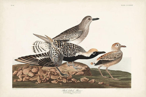 Pl. 334 Black-bellied Plover Black Ornate Wood Framed Art Print with Double Matting by Audubon, John James