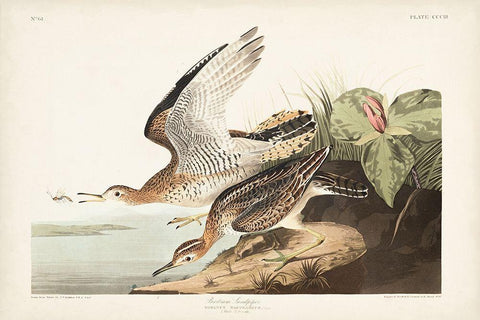 Pl. 303 Bartram Sandpiper Black Ornate Wood Framed Art Print with Double Matting by Audubon, John James