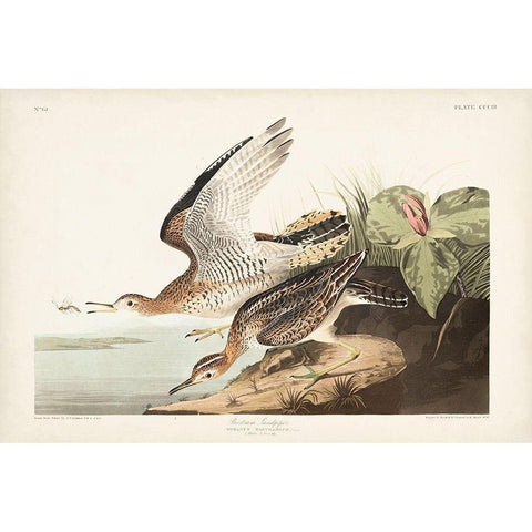 Pl. 303 Bartram Sandpiper Gold Ornate Wood Framed Art Print with Double Matting by Audubon, John James