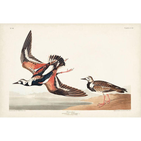 Pl. 304 Turn-stone Gold Ornate Wood Framed Art Print with Double Matting by Audubon, John James