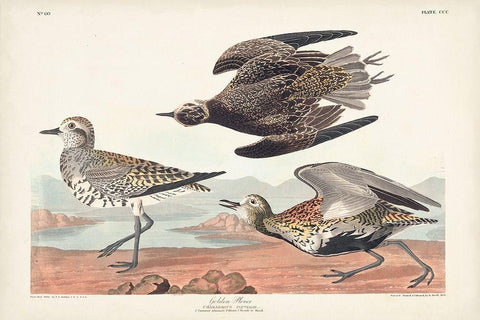 Pl. 300 Golden Plover Black Ornate Wood Framed Art Print with Double Matting by Audubon, John James