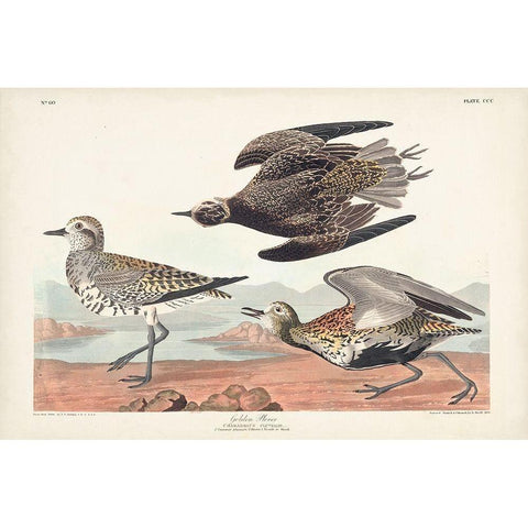 Pl. 300 Golden Plover White Modern Wood Framed Art Print by Audubon, John James