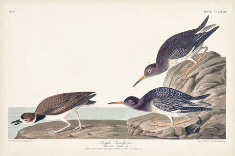 Pl. 284 Purple Sandpiper White Modern Wood Framed Art Print with Double Matting by Audubon, John James