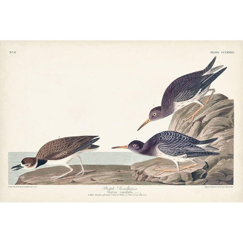 Pl. 284 Purple Sandpiper Gold Ornate Wood Framed Art Print with Double Matting by Audubon, John James