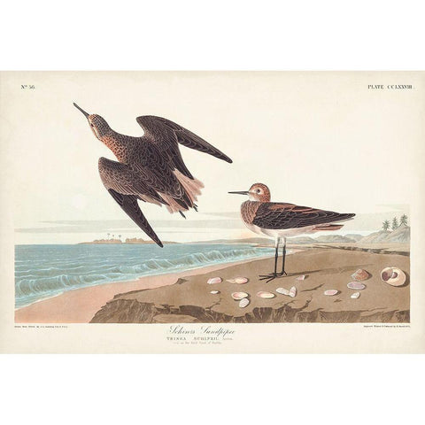 Pl. 278 Schins Sandpiper Gold Ornate Wood Framed Art Print with Double Matting by Audubon, John James