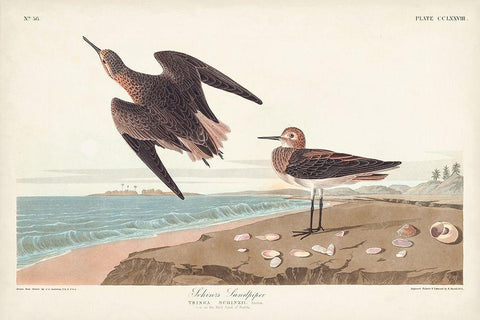 Pl. 278 Schins Sandpiper Black Ornate Wood Framed Art Print with Double Matting by Audubon, John James