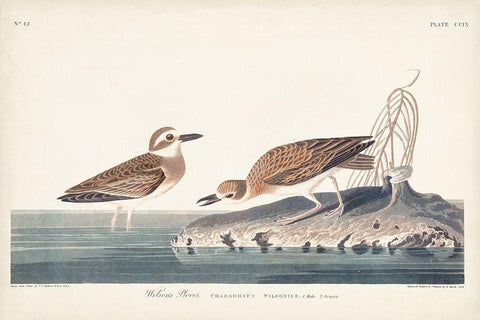 Pl. 209 Wilsons Plover White Modern Wood Framed Art Print with Double Matting by Audubon, John James