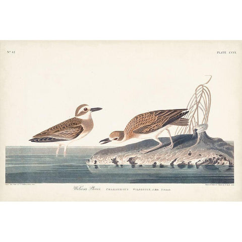 Pl. 209 Wilsons Plover White Modern Wood Framed Art Print by Audubon, John James