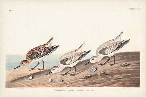 Pl. 230 Sanderling Black Ornate Wood Framed Art Print with Double Matting by Audubon, John James