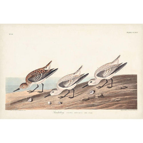 Pl. 230 Sanderling Black Modern Wood Framed Art Print with Double Matting by Audubon, John James