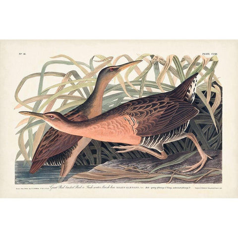 Pl. 203 Great Red-breasted Rail Black Modern Wood Framed Art Print with Double Matting by Audubon, John James