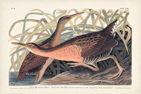 Pl. 203 Great Red-breasted Rail White Modern Wood Framed Art Print with Double Matting by Audubon, John James