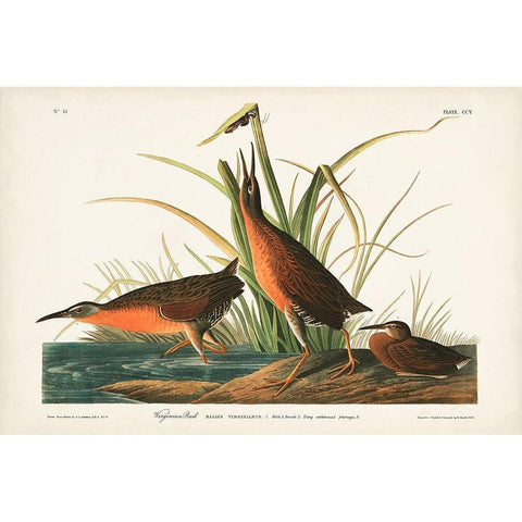 Pl. 205 Virginian Rail Gold Ornate Wood Framed Art Print with Double Matting by Audubon, John James