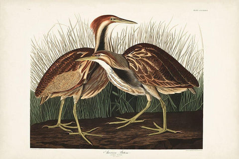 Pl. 337 American Bittern White Modern Wood Framed Art Print with Double Matting by Audubon, John James