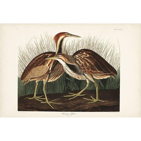 Pl. 337 American Bittern Gold Ornate Wood Framed Art Print with Double Matting by Audubon, John James