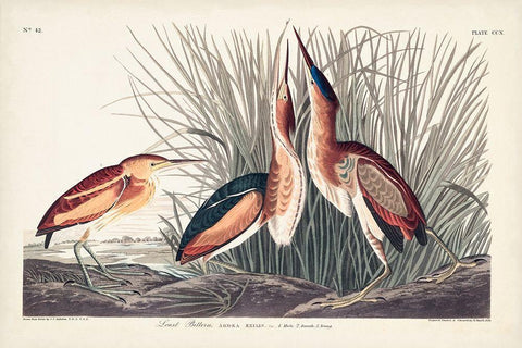 Pl. 210 Least Bittern White Modern Wood Framed Art Print with Double Matting by Audubon, John James