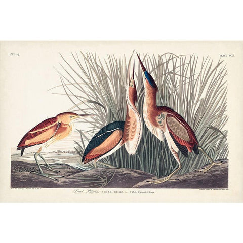 Pl. 210 Least Bittern Gold Ornate Wood Framed Art Print with Double Matting by Audubon, John James