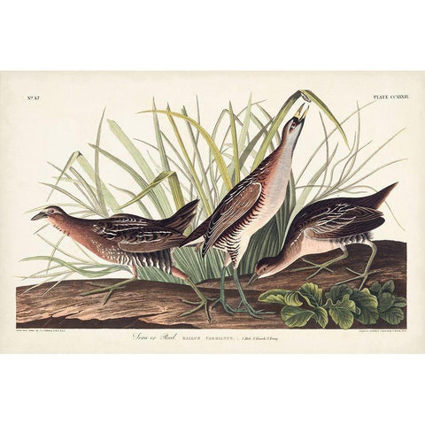 Pl. 233 Rail White Modern Wood Framed Art Print by Audubon, John James