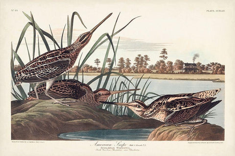 Pl. 243 American Snipe White Modern Wood Framed Art Print with Double Matting by Audubon, John James