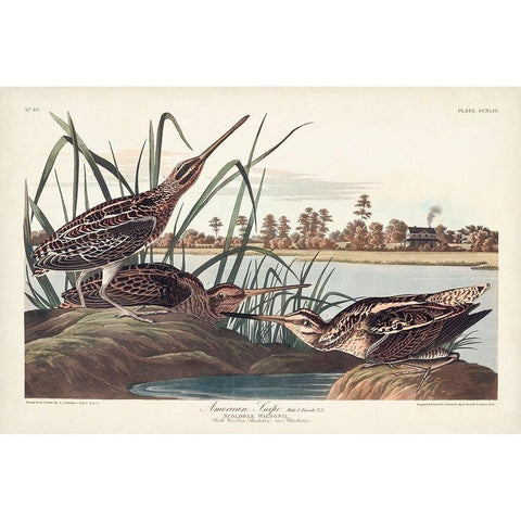 Pl. 243 American Snipe White Modern Wood Framed Art Print by Audubon, John James