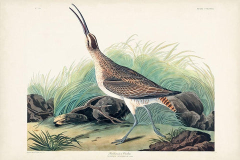 Pl. 237 Hudsonian Curlew Black Ornate Wood Framed Art Print with Double Matting by Audubon, John James