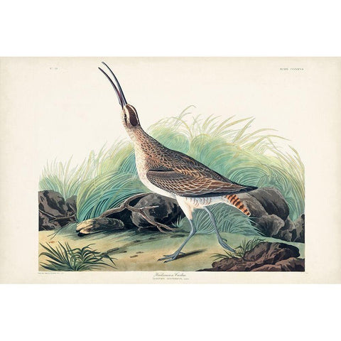 Pl. 237 Hudsonian Curlew Gold Ornate Wood Framed Art Print with Double Matting by Audubon, John James