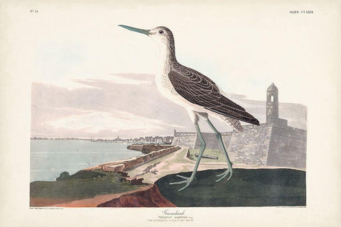 Pl. 269 Greenshank White Modern Wood Framed Art Print with Double Matting by Audubon, John James