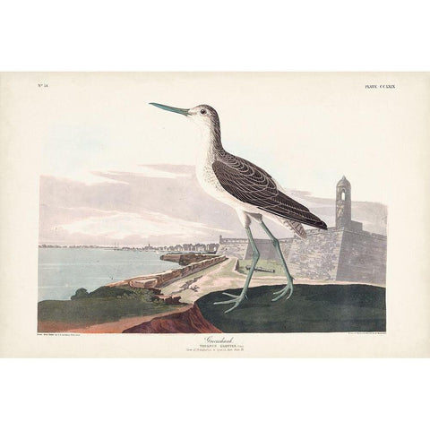 Pl. 269 Greenshank Black Modern Wood Framed Art Print with Double Matting by Audubon, John James