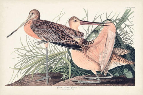 Pl. 238 Great Marbled Godwit White Modern Wood Framed Art Print with Double Matting by Audubon, John James