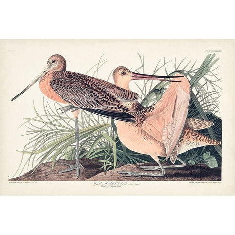 Pl. 238 Great Marbled Godwit Black Modern Wood Framed Art Print with Double Matting by Audubon, John James