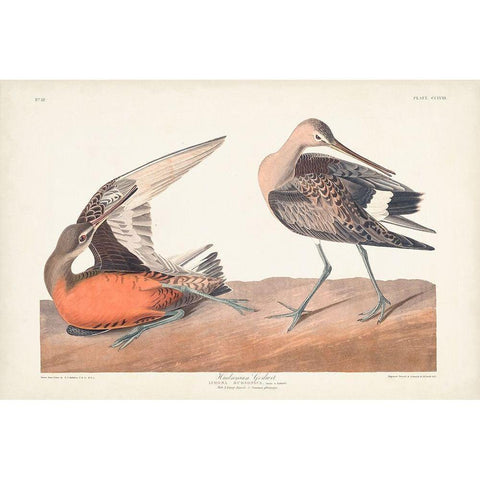 Pl. 258 Hudsonian Godwit Gold Ornate Wood Framed Art Print with Double Matting by Audubon, John James