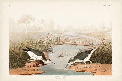 Pl. 310 Spotted Sandpiper White Modern Wood Framed Art Print with Double Matting by Audubon, John James