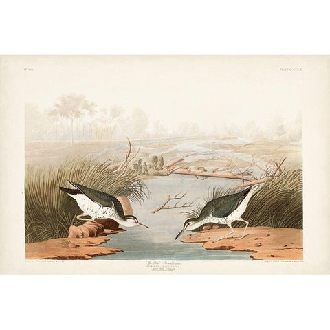 Pl. 310 Spotted Sandpiper White Modern Wood Framed Art Print by Audubon, John James