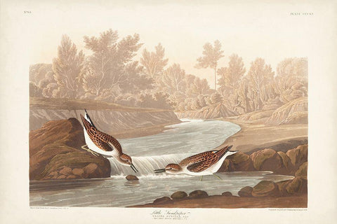 Pl. 320 Little Sandpiper Black Ornate Wood Framed Art Print with Double Matting by Audubon, John James