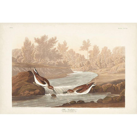 Pl. 320 Little Sandpiper Black Modern Wood Framed Art Print with Double Matting by Audubon, John James