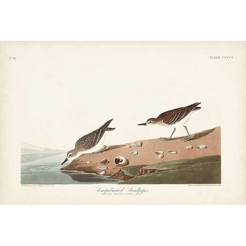 Pl. 405 Semipalmated Sandpiper White Modern Wood Framed Art Print by Audubon, John James