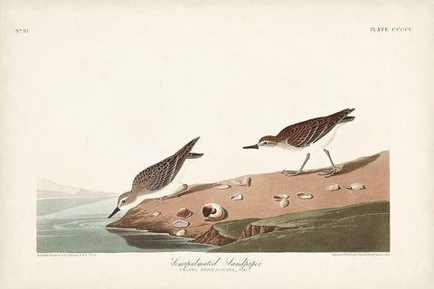 Pl. 405 Semipalmated Sandpiper White Modern Wood Framed Art Print with Double Matting by Audubon, John James