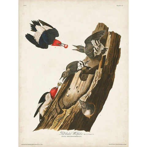 Pl. 27 Red-headed Woodpecker Black Modern Wood Framed Art Print with Double Matting by Audubon, John James