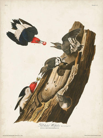 Pl. 27 Red-headed Woodpecker White Modern Wood Framed Art Print with Double Matting by Audubon, John James