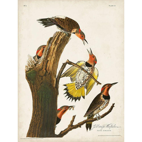 Pl. 37 Gold-winged Woodpecker White Modern Wood Framed Art Print by Audubon, John James