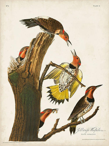 Pl. 37 Gold-winged Woodpecker White Modern Wood Framed Art Print with Double Matting by Audubon, John James