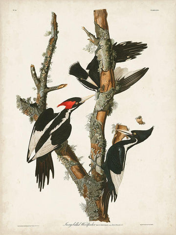 Pl. 66 Ivory-billed Woodpecker White Modern Wood Framed Art Print with Double Matting by Audubon, John James