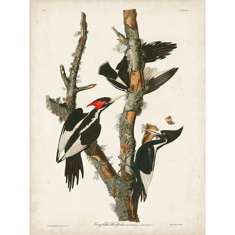 Pl. 66 Ivory-billed Woodpecker White Modern Wood Framed Art Print by Audubon, John James