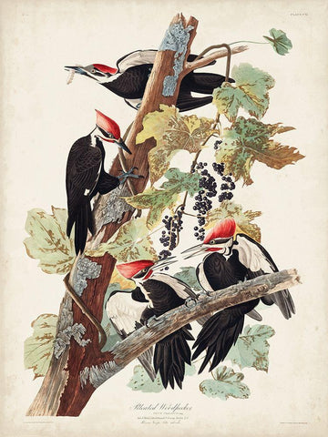 Pl. 111 Pileated Woodpecker White Modern Wood Framed Art Print with Double Matting by Audubon, John James